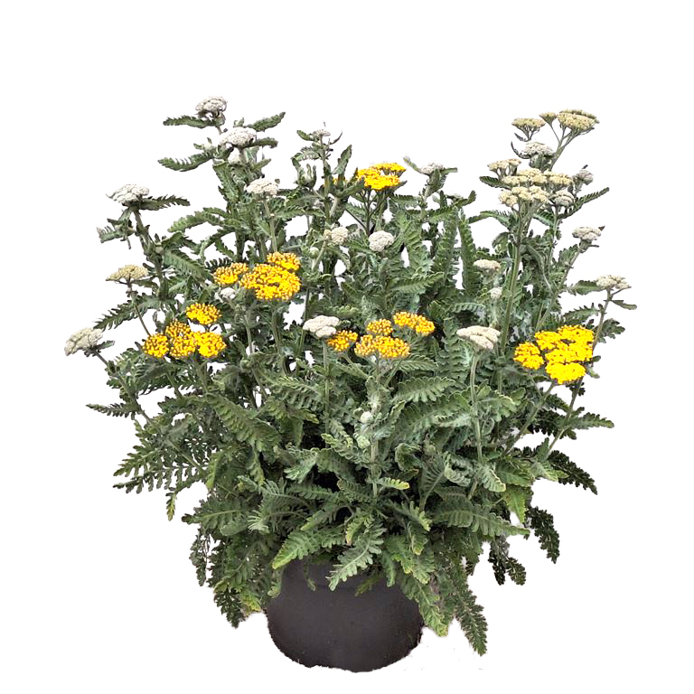 Achillea filipendulina moonshine
