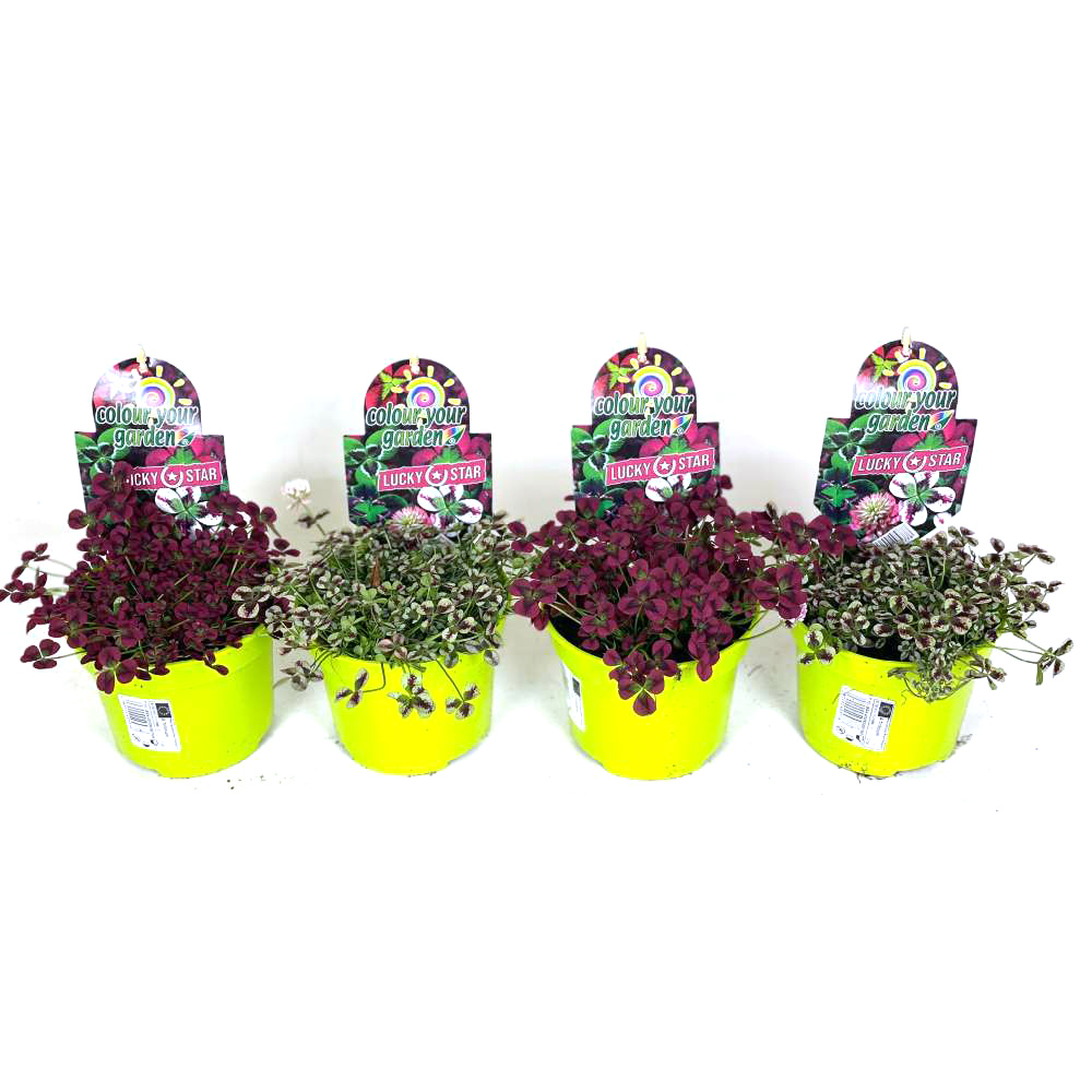 Trifolium lucky star