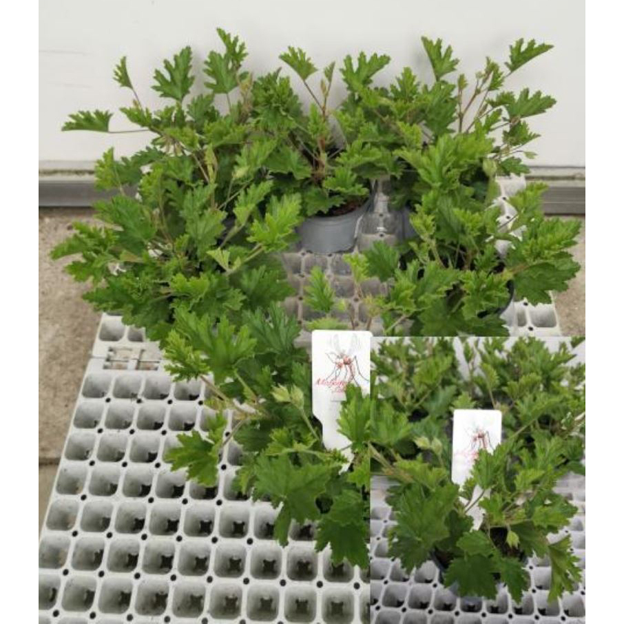 Pelargonium duftgeranie