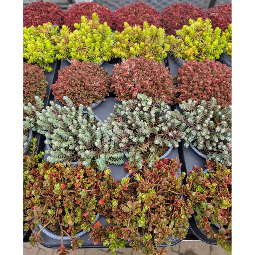 Sedum hybrida