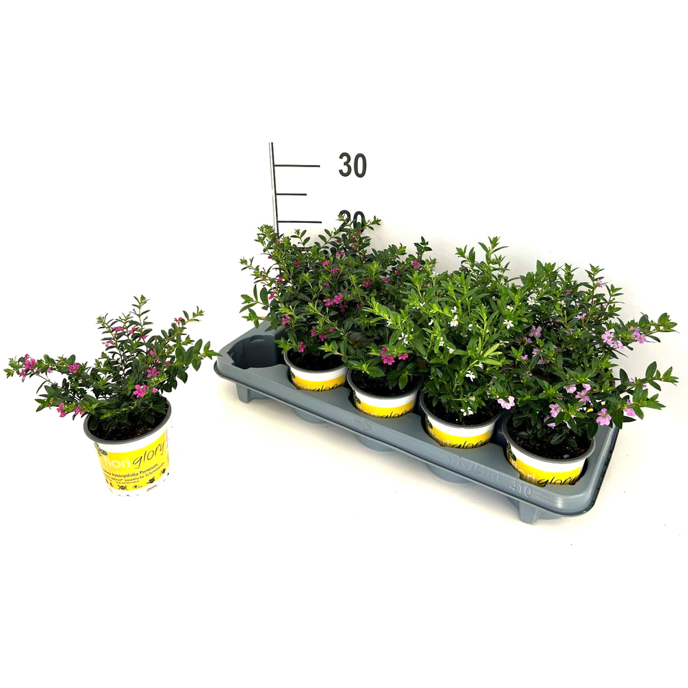 Cuphea hyssopifolia floriglory