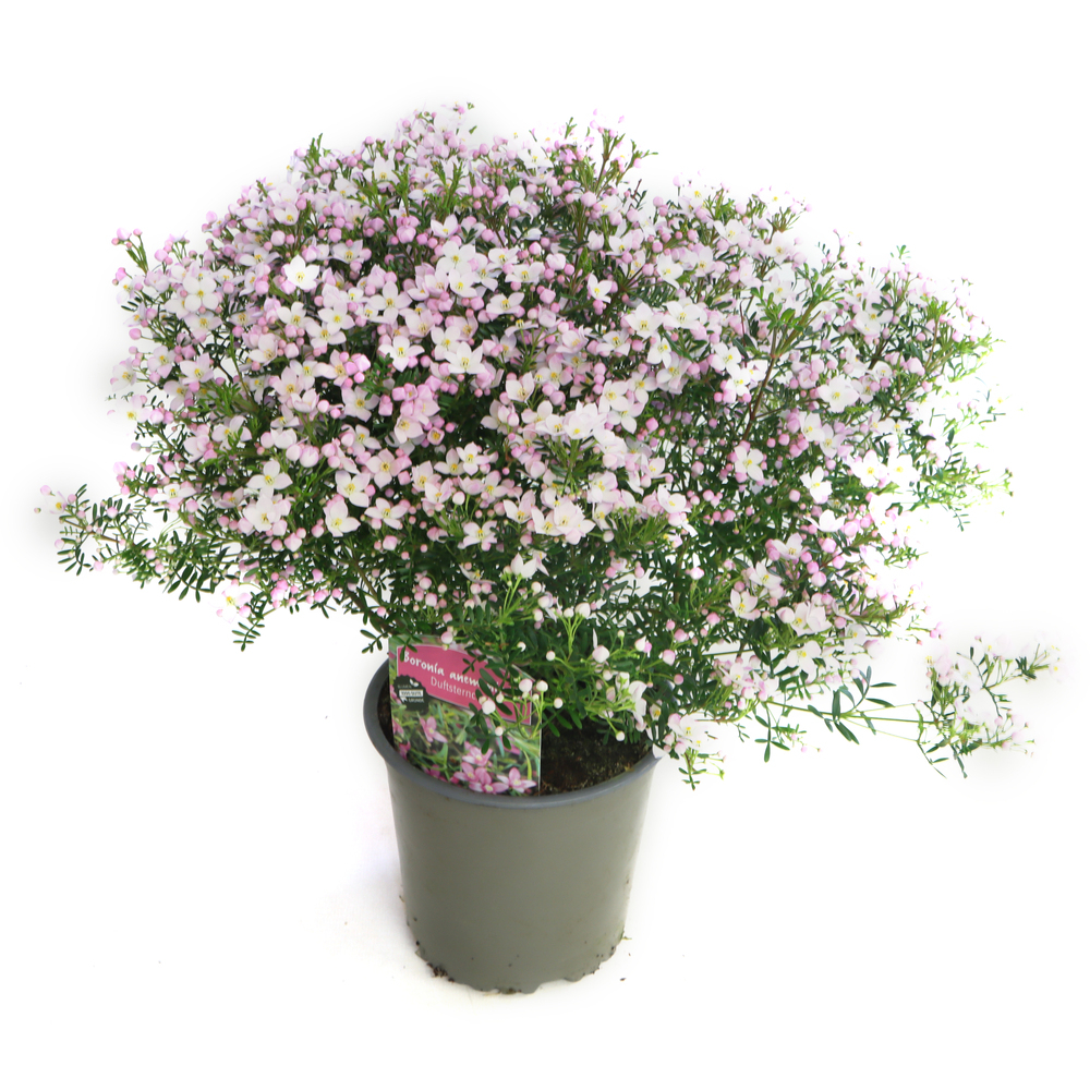 Boronia anemonifolia