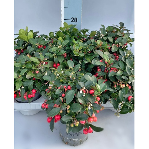 Gaultheria procumbens big berry