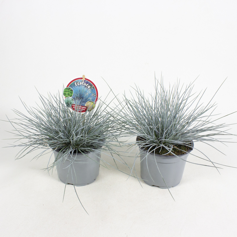 Festuca glauca
