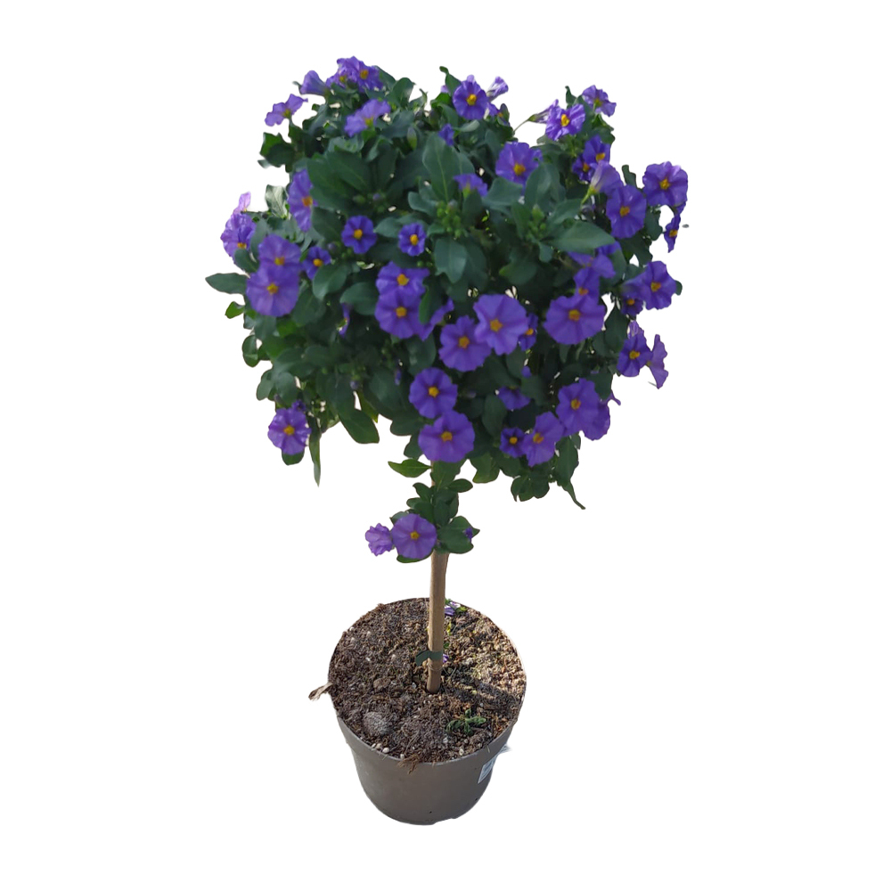 solanum | lycianthes rantonnetii