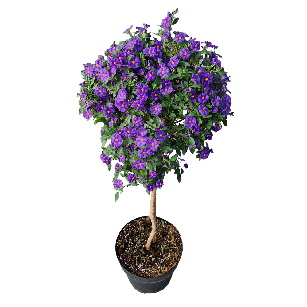 solanum | lycianthes rantonnetii