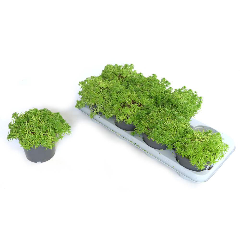 Sedum reflexum lemon ball