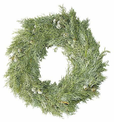 Cupressus arizonica kranz