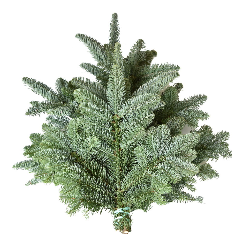 Abies nobilis blau-grün 1 kg
