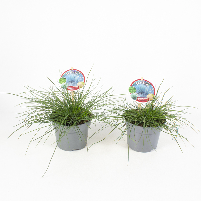 festuca gautieri bernie green