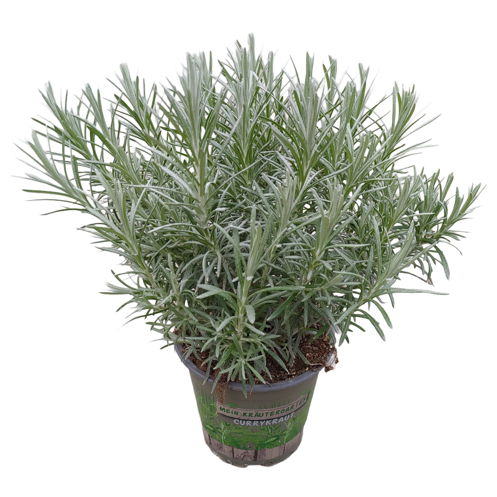 Helichrysum italicum