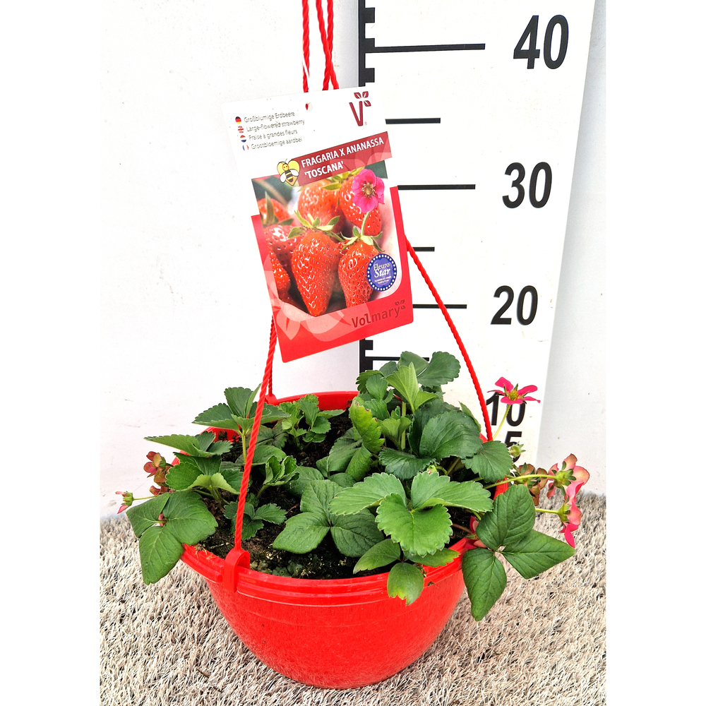 fragaria ananassa toscana f1