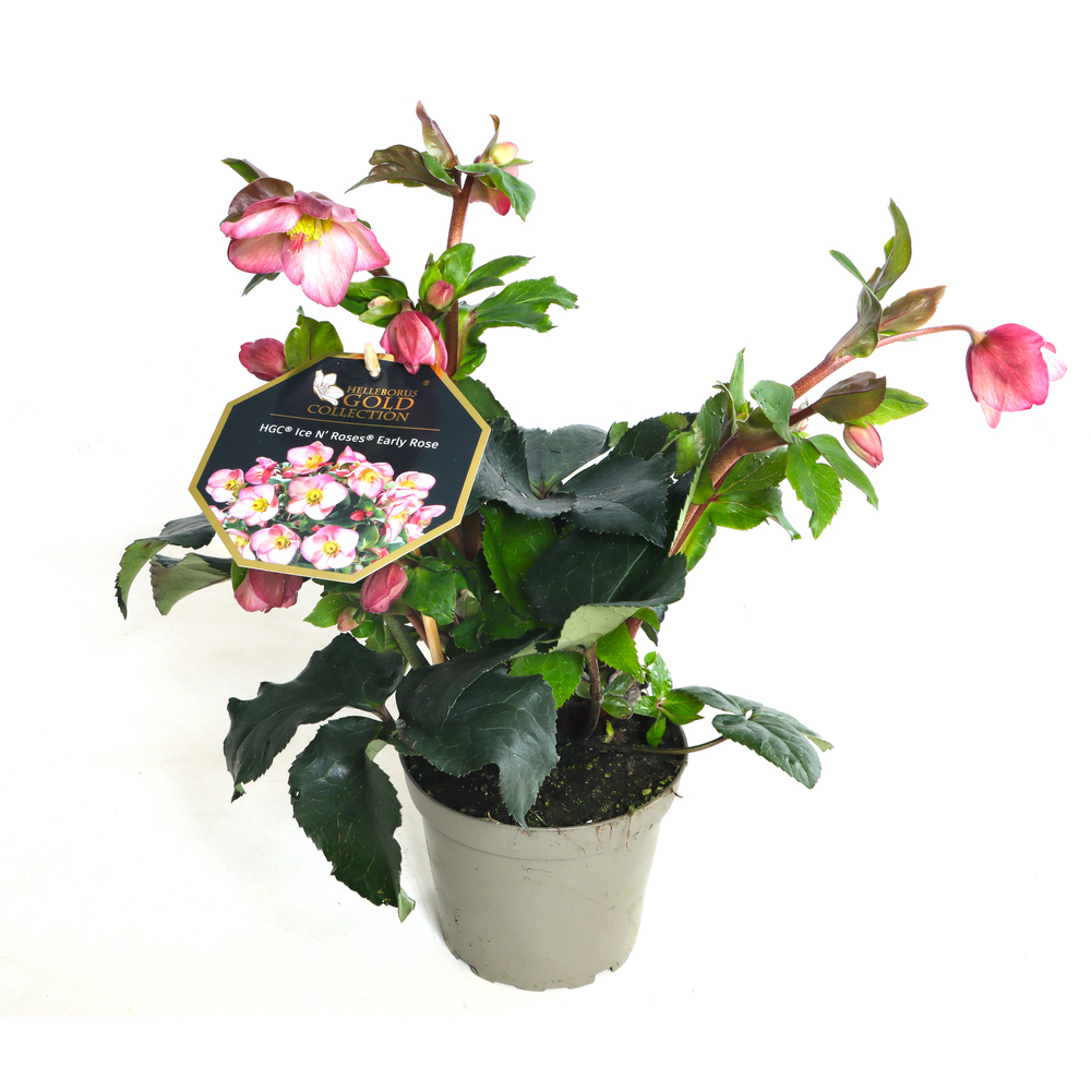 Helleborus glandorfensis inr early rose