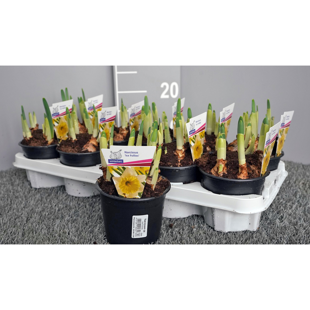 Narcissus ice follies