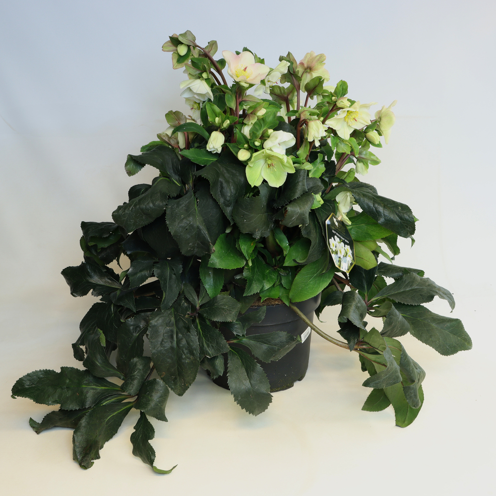 Helleborus glandorfensis inr white