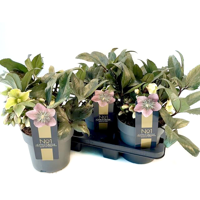 Helleborus niger premium