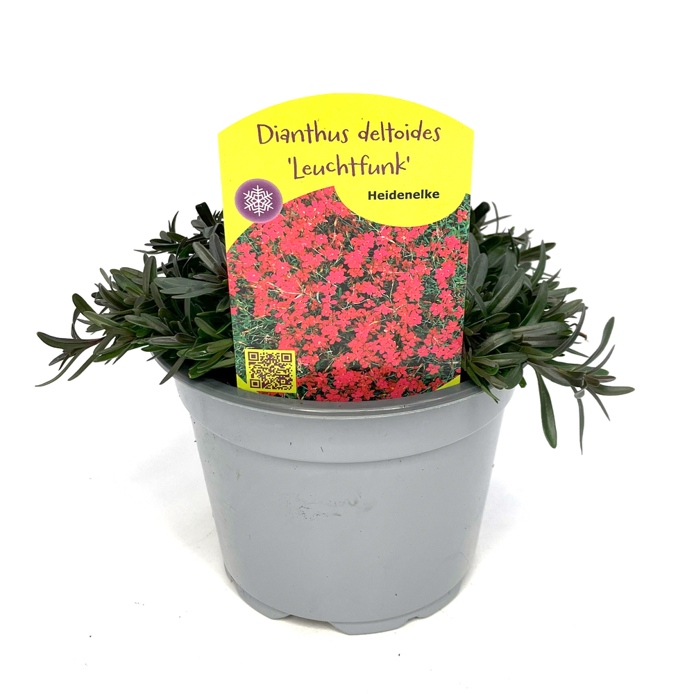 Dianthus deltoides leuchtfunk