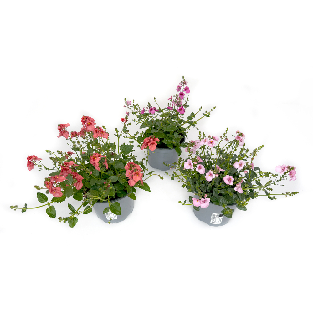 Diascia barbarae