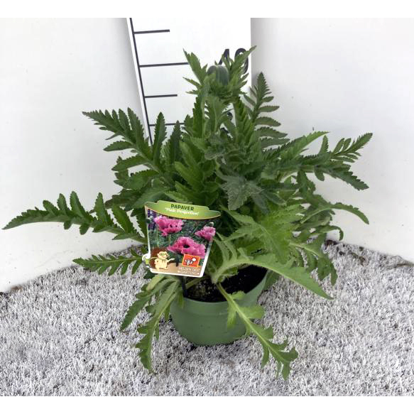 Papaver orientale pink perfection