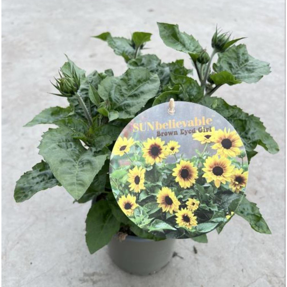 Helianthus annuus sunbelievable
