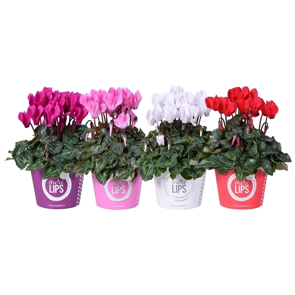Cyclamen persicum morelips mini