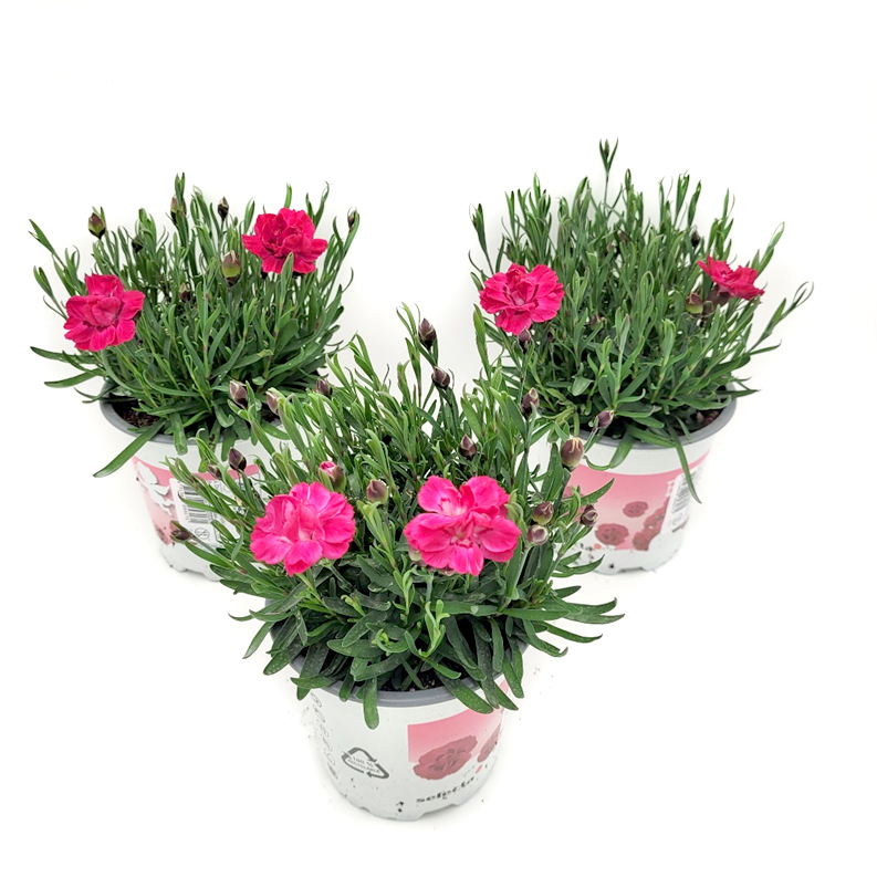 Dianthus caryophyllus early love