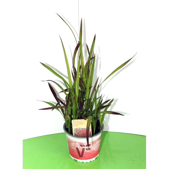 imperata cylindrica red baron