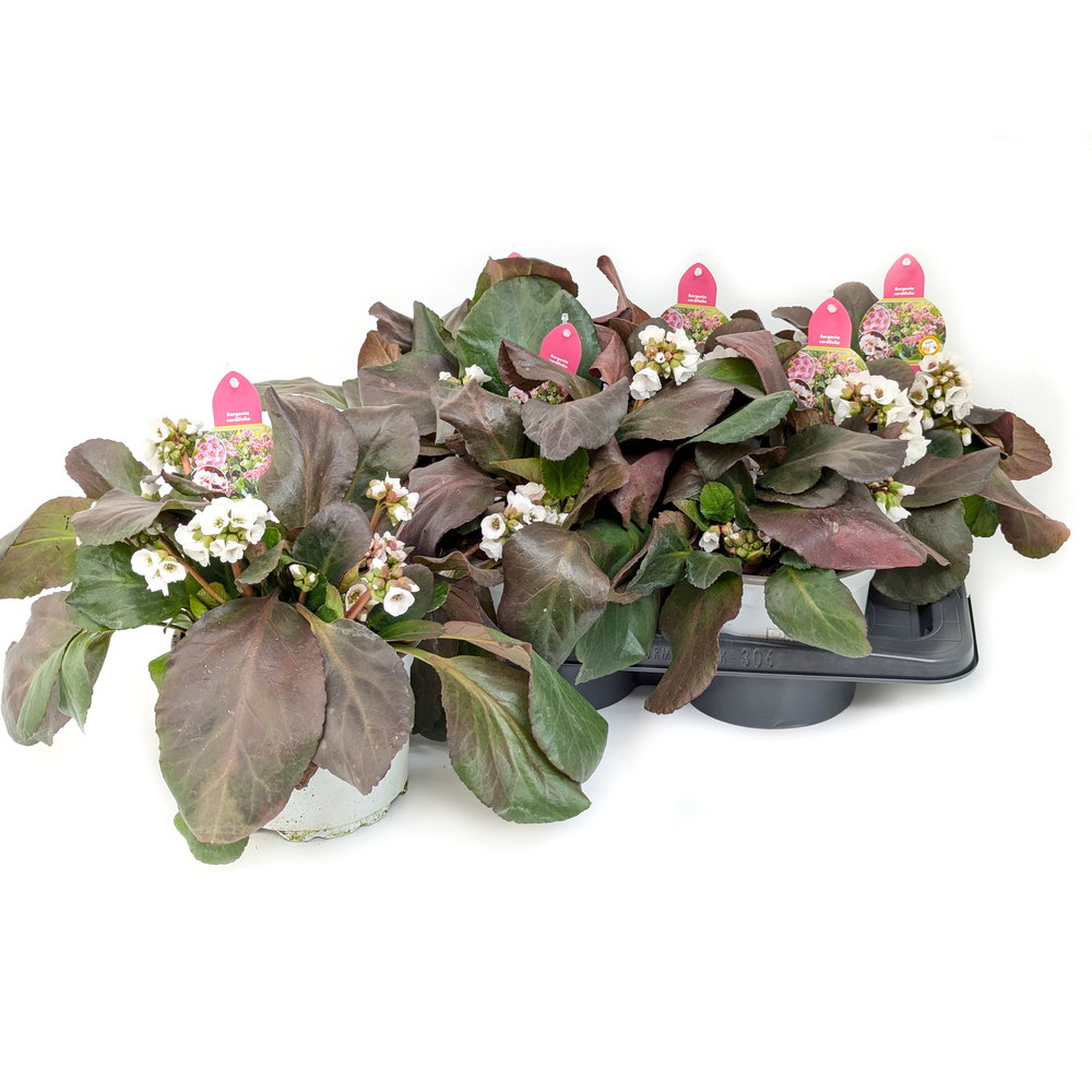 Bergenia cordifolia schneekristall
