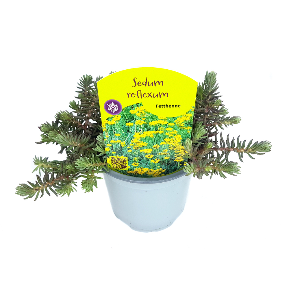 sedum reflexum