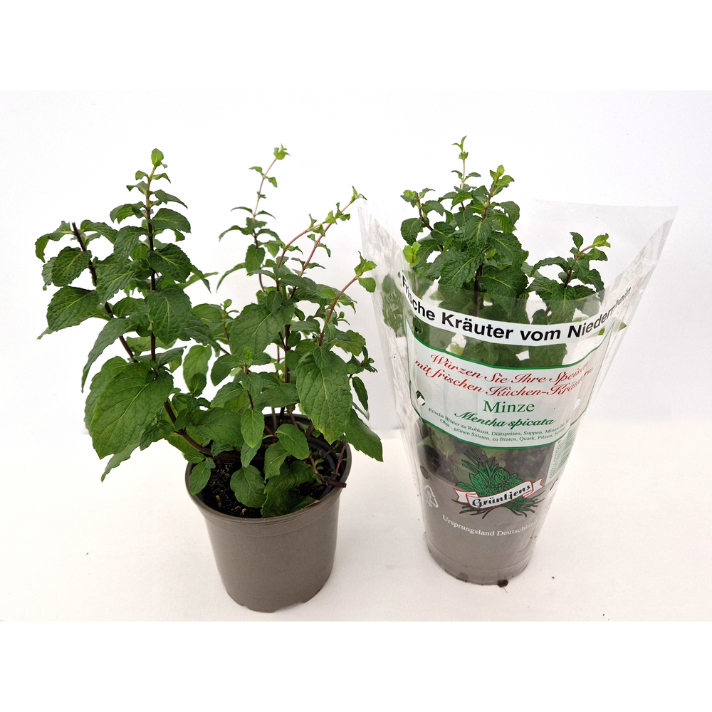 mentha spicata