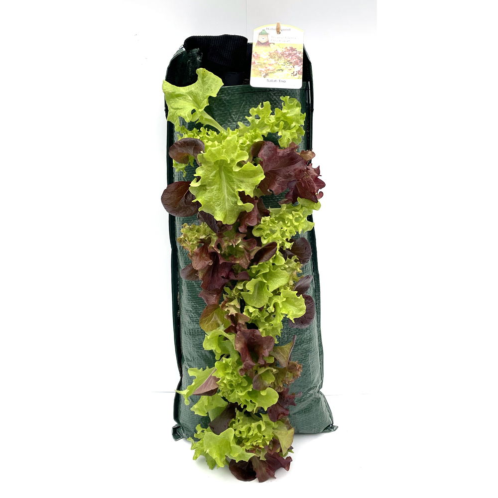 Lactuca sativa trio