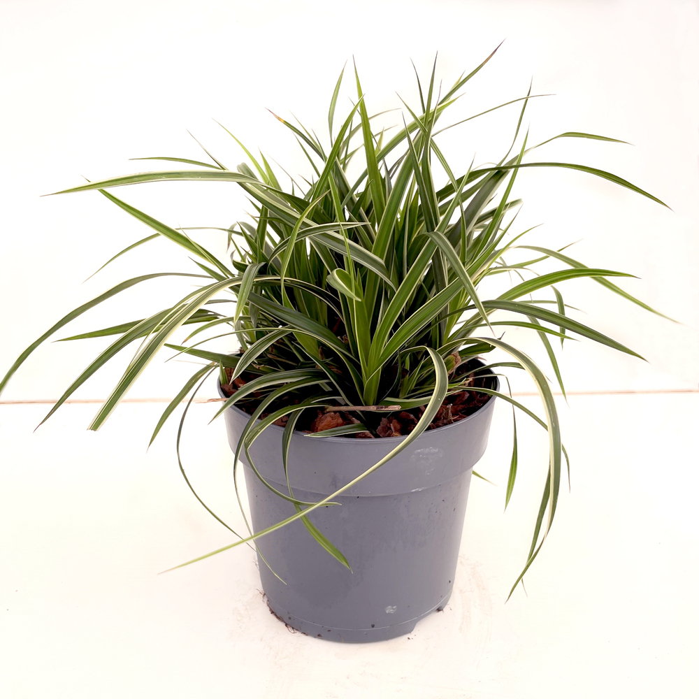 Carex morrowii ice dance