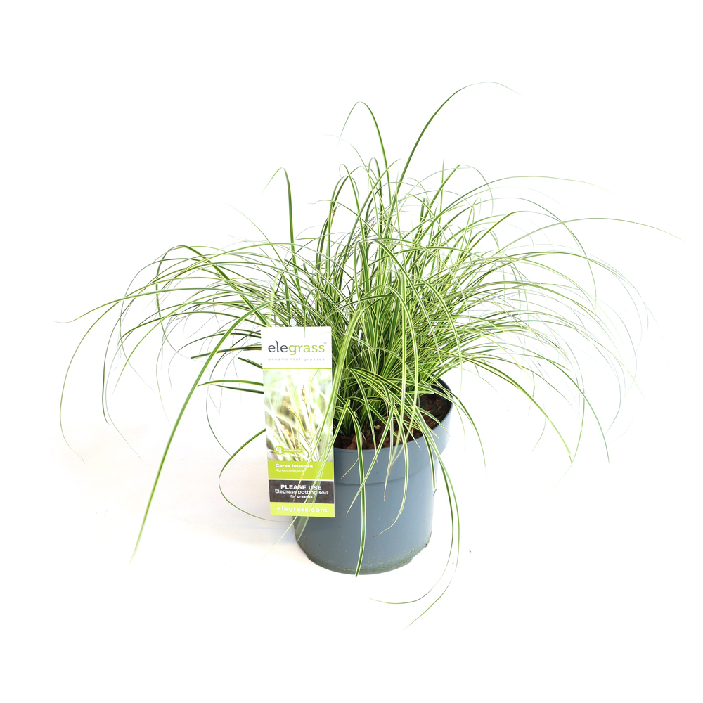 Carex brunnea aureovariegata