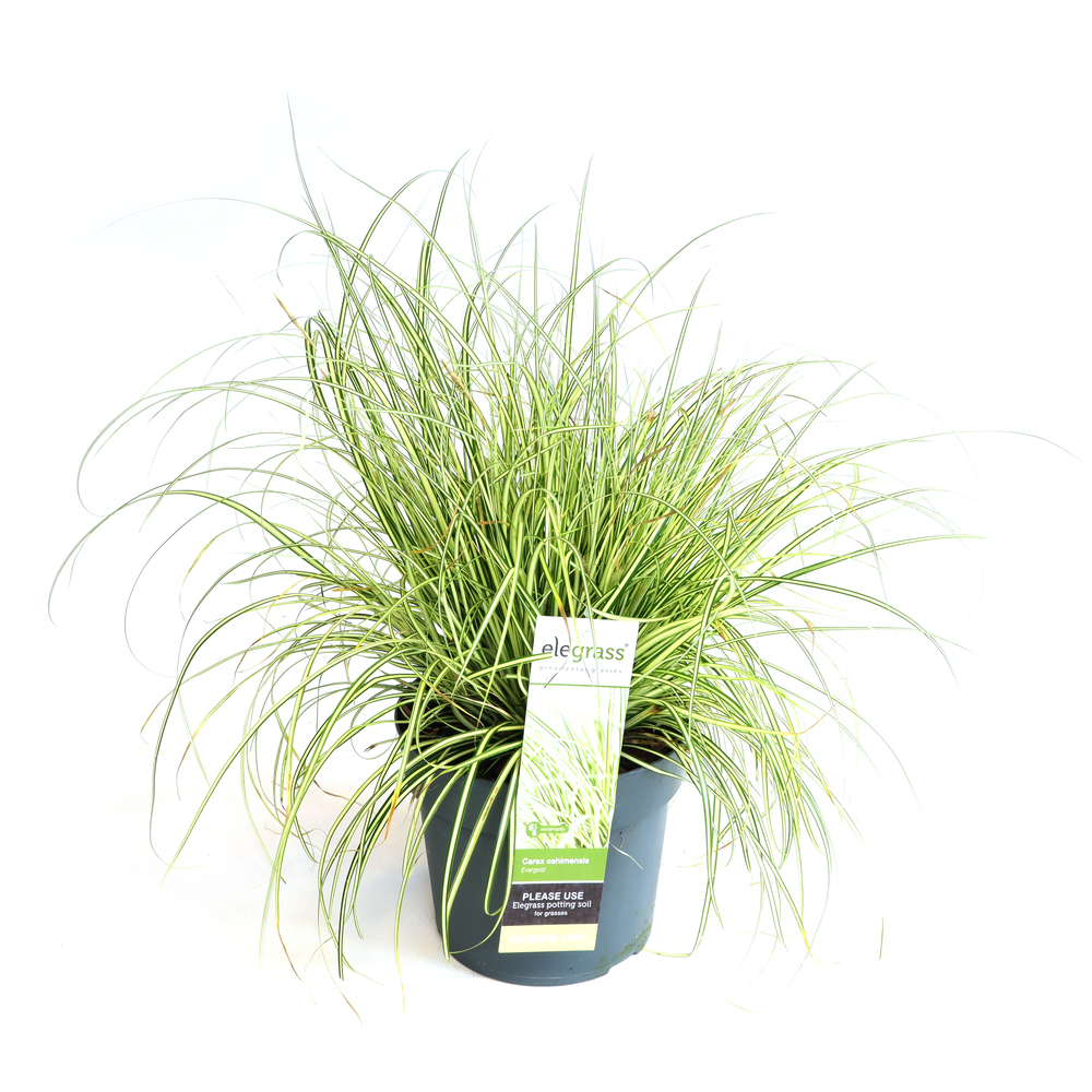 Carex oshimensis evergold