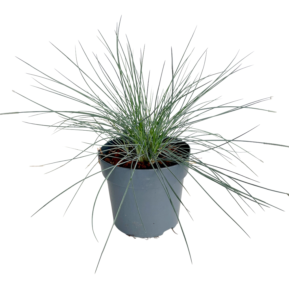 Festuca glauca cool as ice