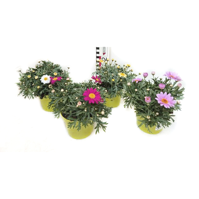 Argyranthemum frutescens larita