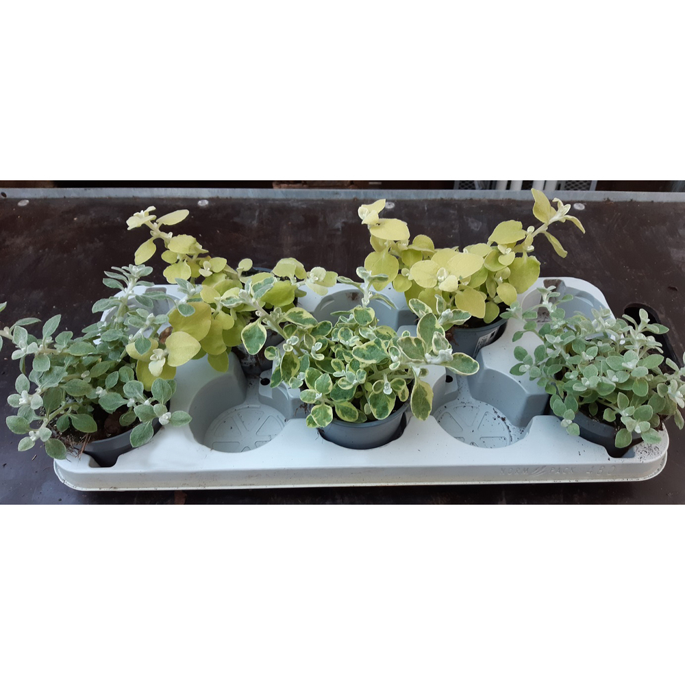 Helichrysum petiolare