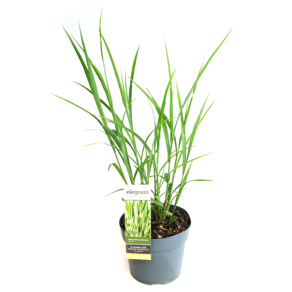 Miscanthus sinensis strictus