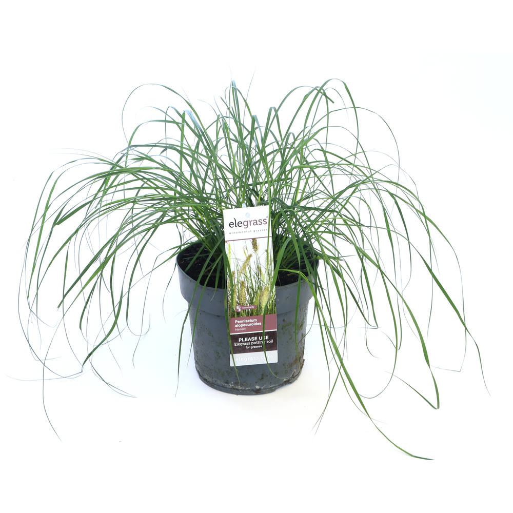 Pennisetum alopecuroides hameln
