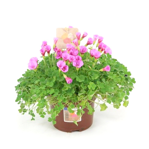 Oxalis odalia ophelia