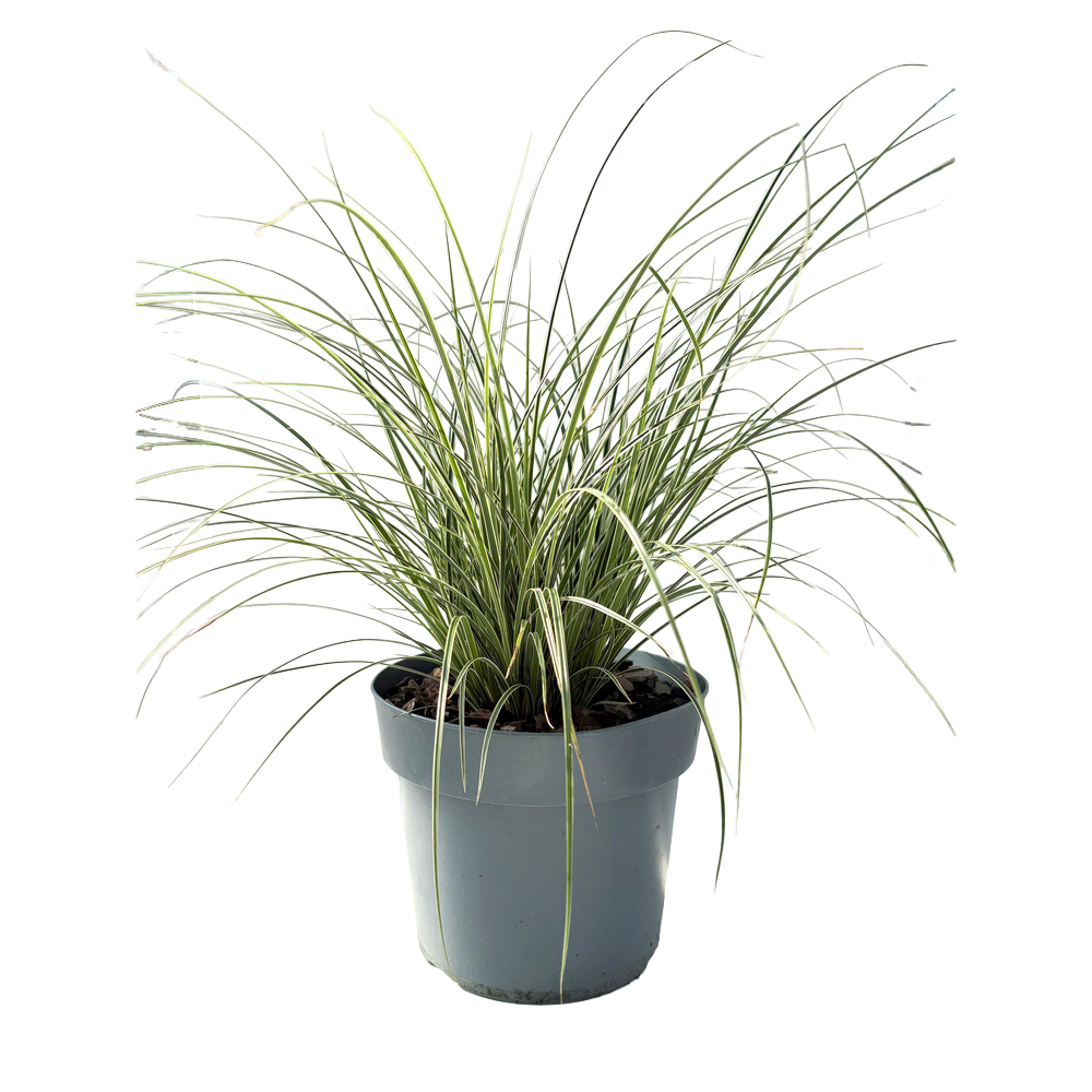 Carex brunnea variegata