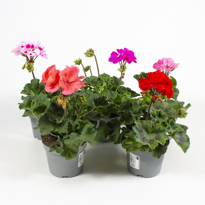 Pelargonium zonale
