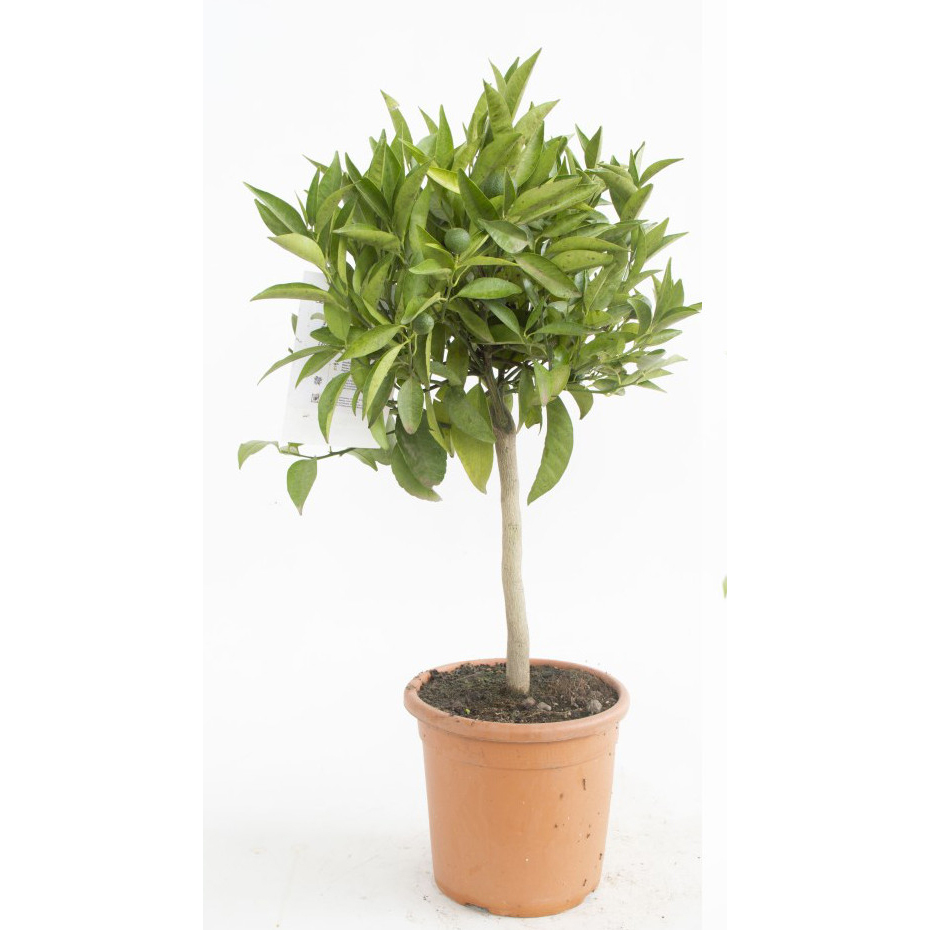 Citrus clementina clementine