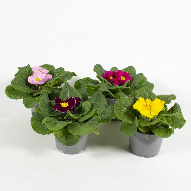 Primula acaulis hethor