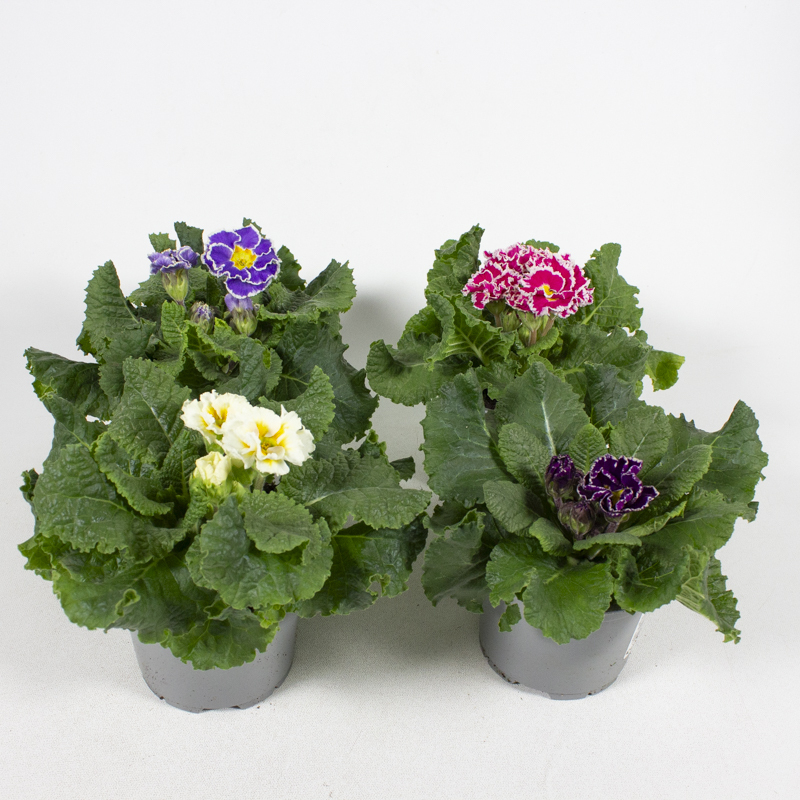 Primula acaulis sirocco