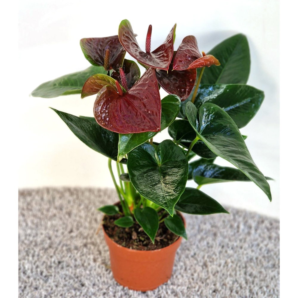 Anthurium andreanum essencia