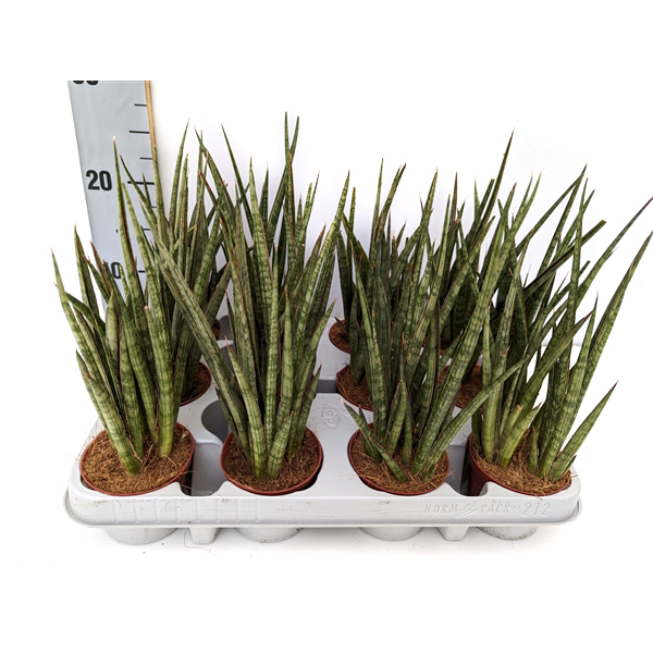 Sansevieria francisii spiky