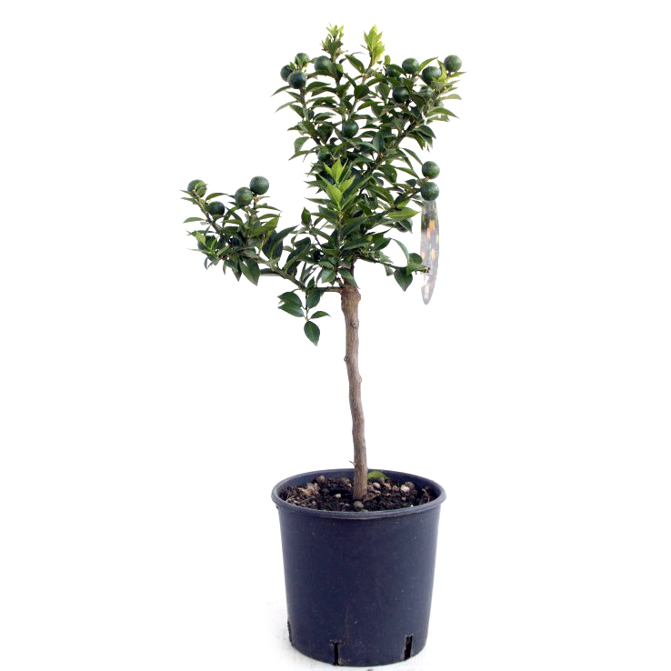 Citrus myrtifolia (bitterorange) chinotto