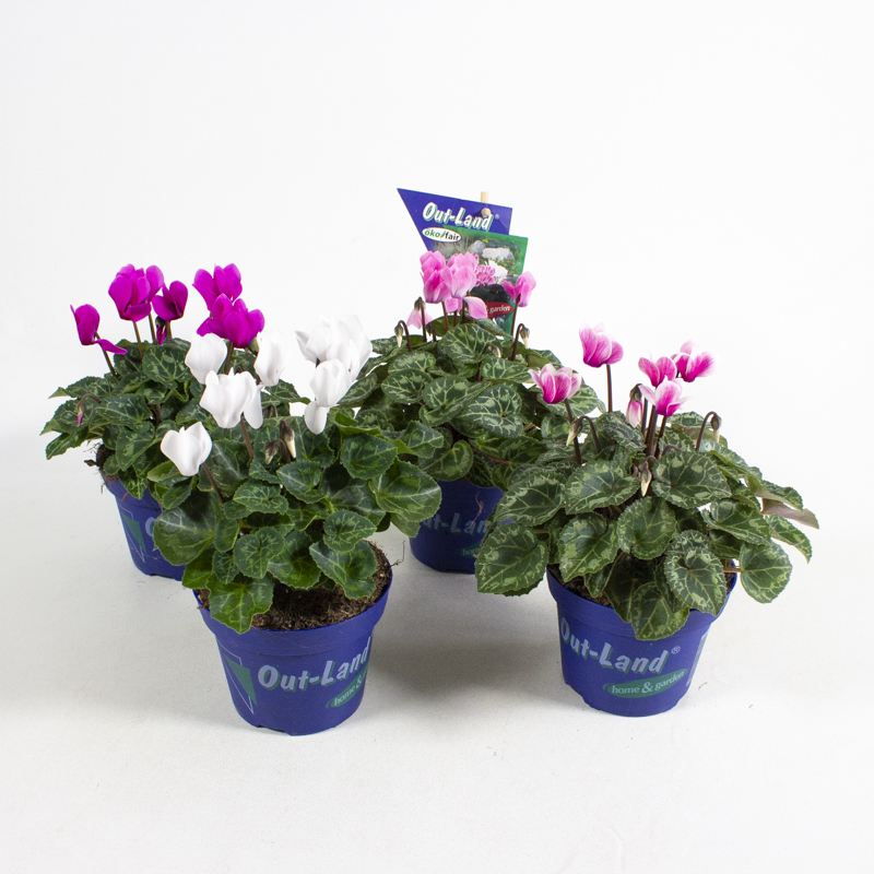 cyclamen out land mini verano