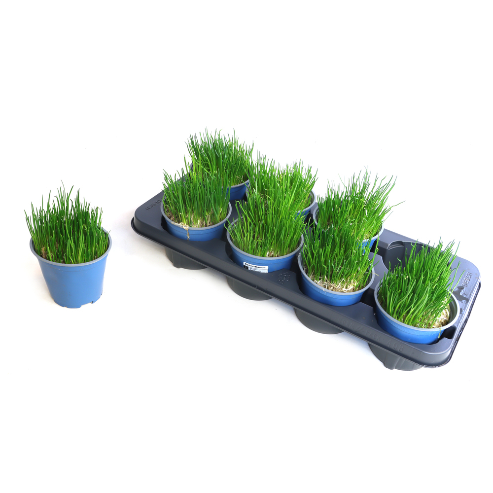 allium schoenoprasum